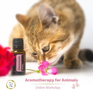 Aromatherapy for animals